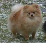 CHAR'S MOLLY | German Spitz 