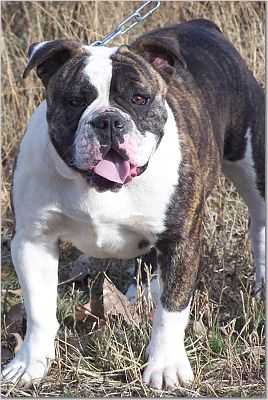 Fotus Faith | Olde English Bulldogge 