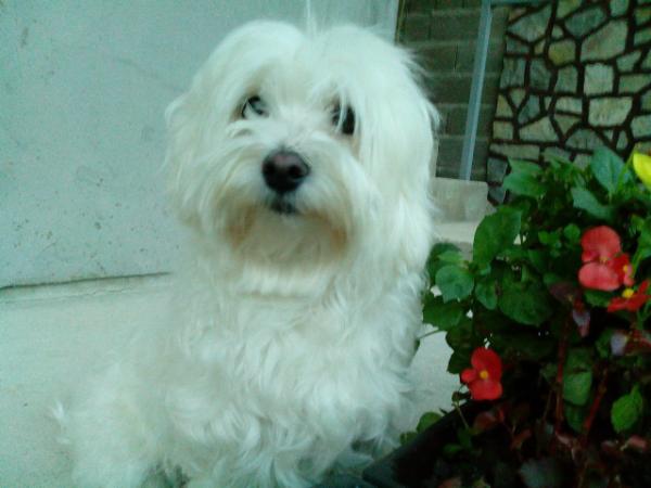 Dina | Maltese 