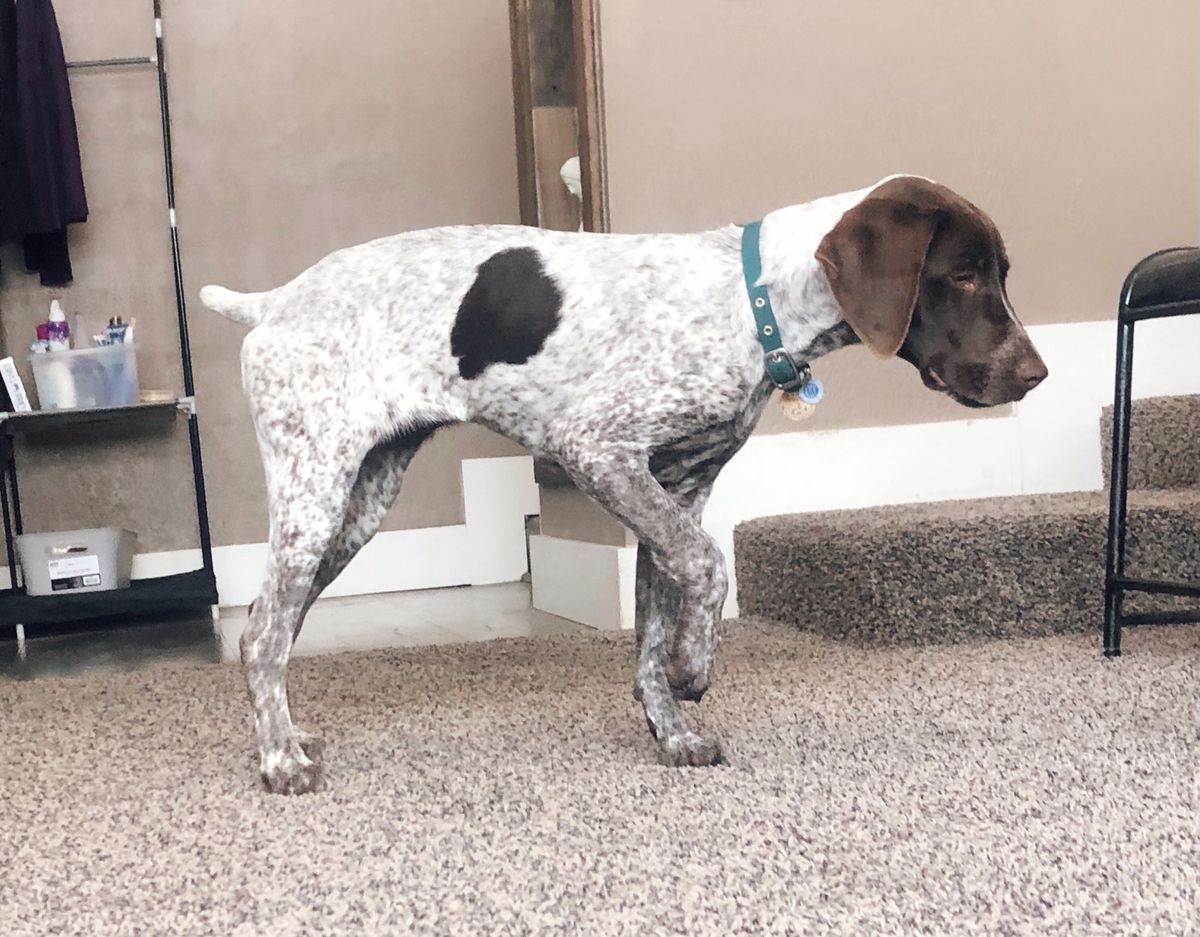 Gunpoint's Desert Gem AKA Rylee | German Shorthaired Pointer 