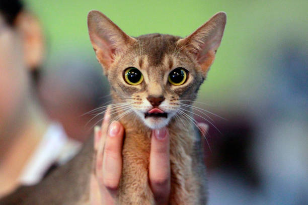 Devon Rex