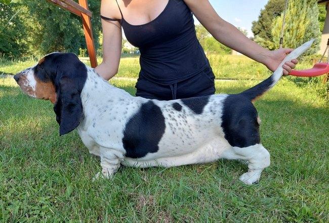 Universe Queen´s Hermelin | Basset Hound 