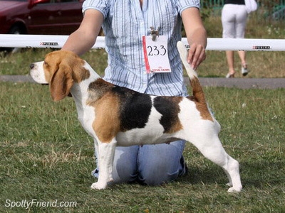 Absolutely Spotless Wenus | Beagle 