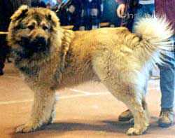 KUNAK (BASKOVA) | Caucasian Mountain Dog 