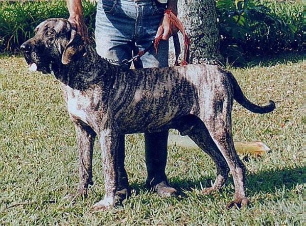 TitoTorres do Rio Bonito | Fila Brasileiro 