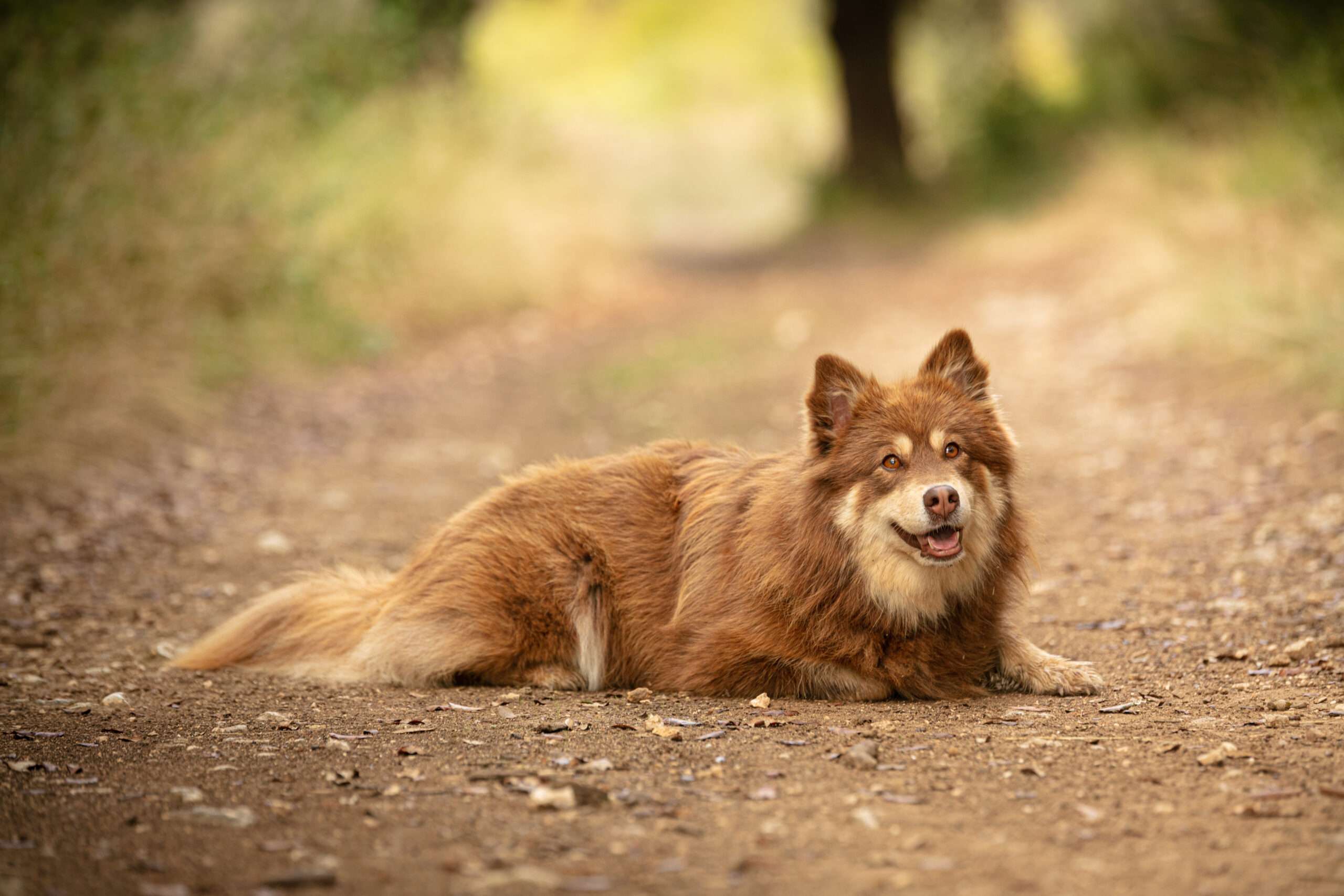 Lapponian Herder
