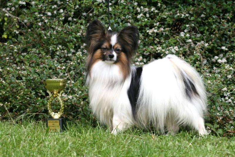 Fellowman Felix vom Cavalierchen | Papillon 