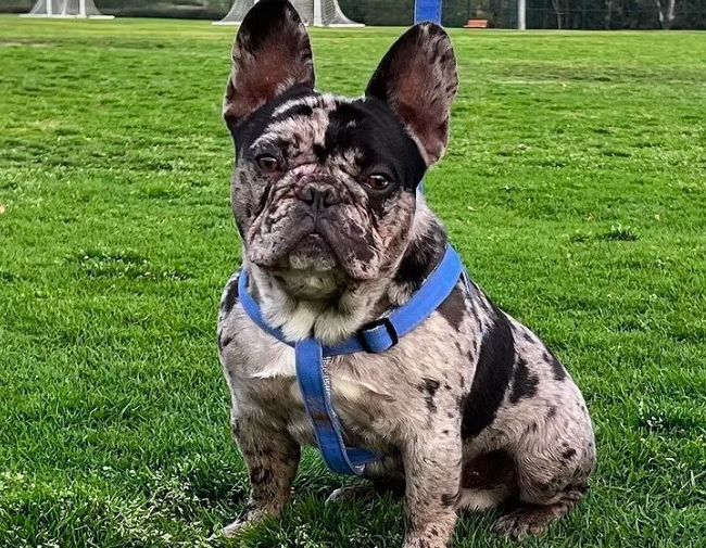 Bully Empire Bo Jackson | French Bulldog 