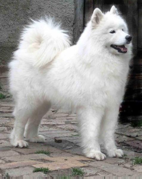 Aba. | Samoyed 