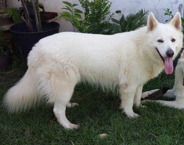 OZZY SAVILLE BLANC | White Swiss Shepherd Dog 