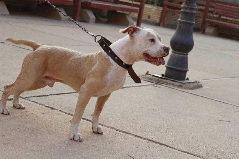 Bob's Doom | American Pit Bull Terrier 