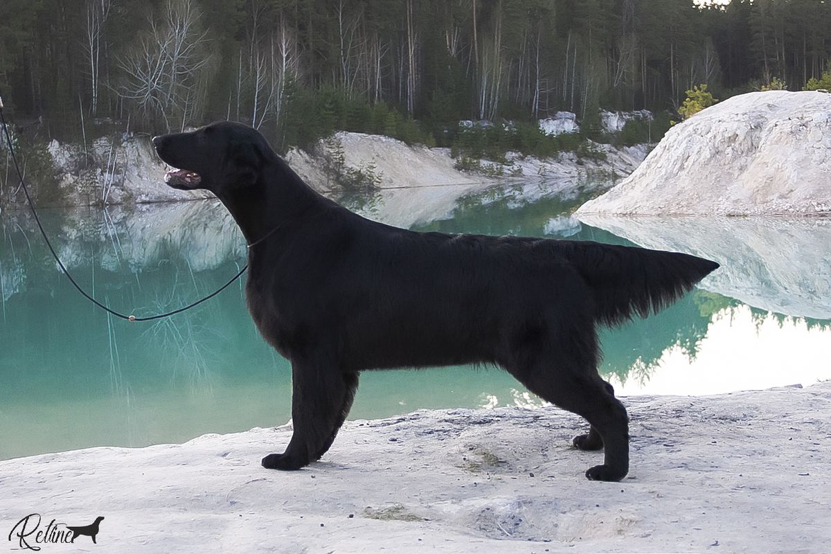 Bersifjor Villarosa | Flat-Coated Retriever 