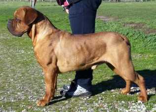 Oakview DutchCourage | Dogue de Bordeaux 