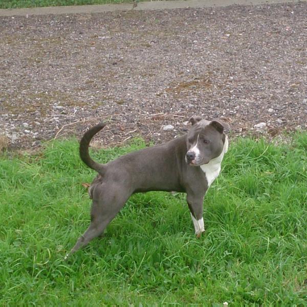 Fantomette Du Paradis D' Anthea dit Farka | American Staffordshire Terrier 