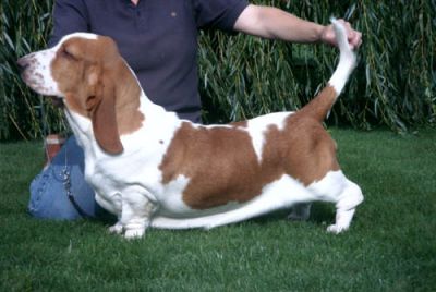 Switherland Double Design | Basset Hound 