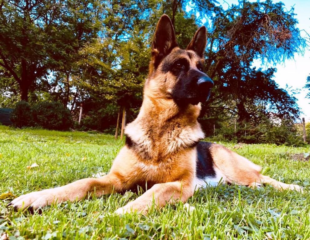 Frieda vom Grossenbachstal | German Shepherd Dog 