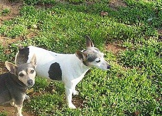 Chattertons Dixie Rose | Rat Terrier 