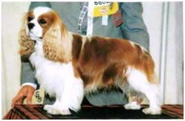 Lymrey royal reflexion of ricksbury | Cavalier King Charles Spaniel 