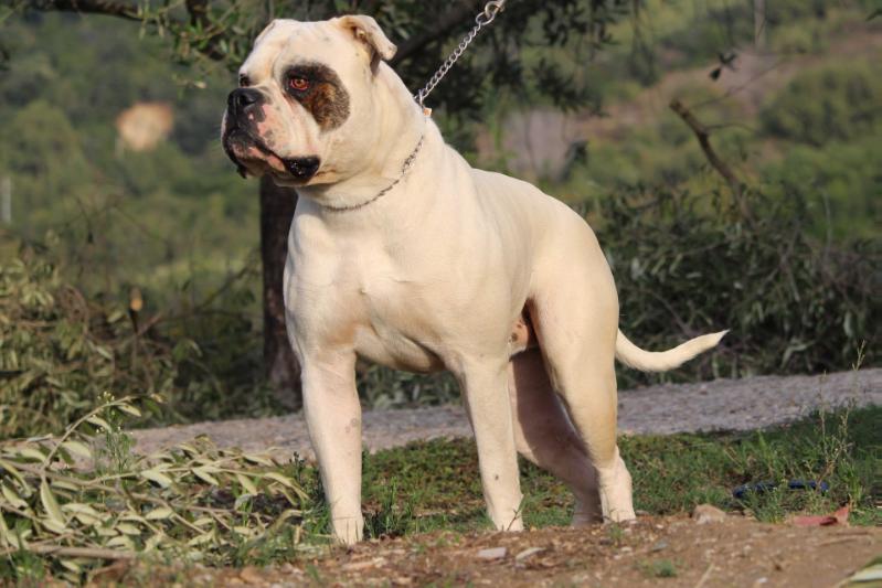 Massimo's Rackham | American Bulldog 