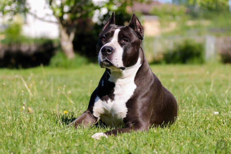 Grinda negra zigro gandimperial | American Staffordshire Terrier 