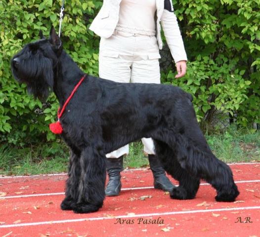 Aras Pasala | Giant Schnauzer 