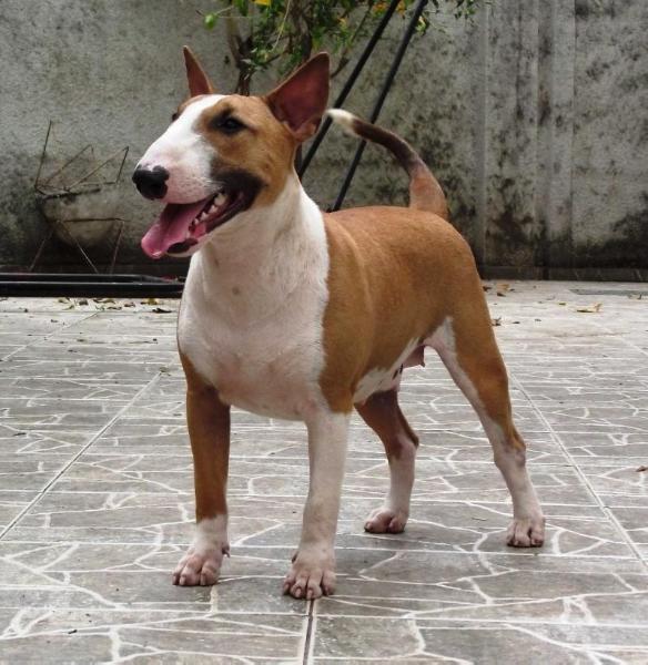 Shiva Duc Pollack | Bull Terrier 