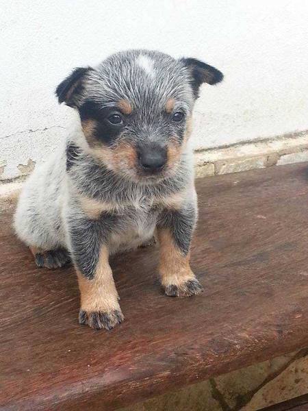 THOR II BLUE do NVBK HEELER SELIVON | Australian Cattle Dog 