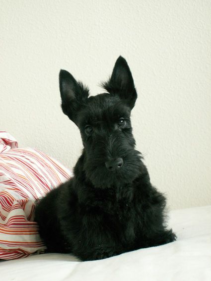 Delirium Tremens Sinequanone | Scottish Terrier 