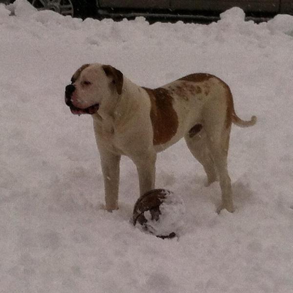 Hartzog's Thamos of BrickYard | American Bulldog 