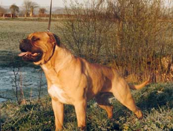 Hock De molossie | Bullmastiff 