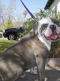 Victoria's Blue Secret Beast | Olde English Bulldogge 