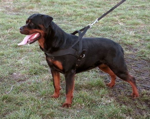 RAJA Cordis | Rottweiler 