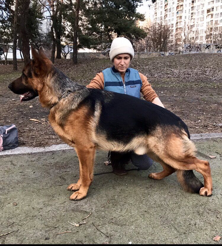 SULTAN DI SHLESS | German Shepherd Dog 