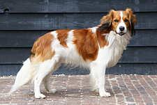 Aybo | Kooikerhondje 