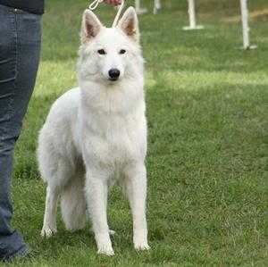 Vinja vom Kofelort | White Swiss Shepherd Dog 