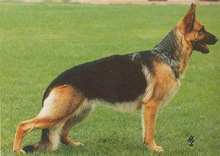 Ciola vom Trienzbachtal | German Shepherd Dog 