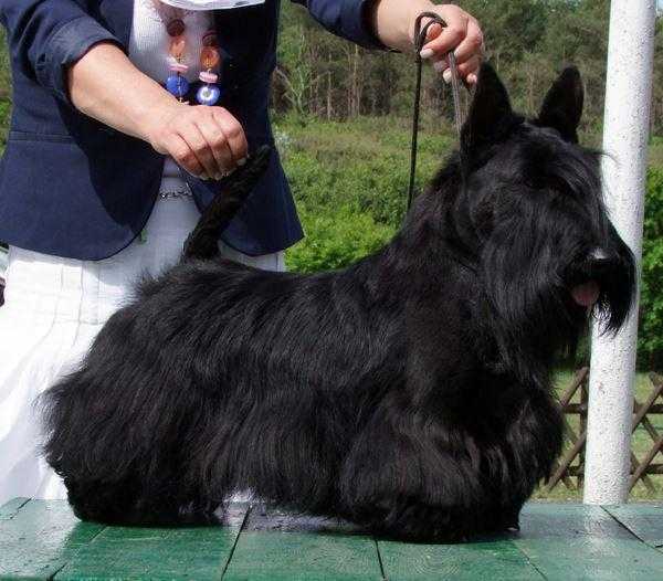 Flippix I’M MAN OF ACTION | Scottish Terrier 