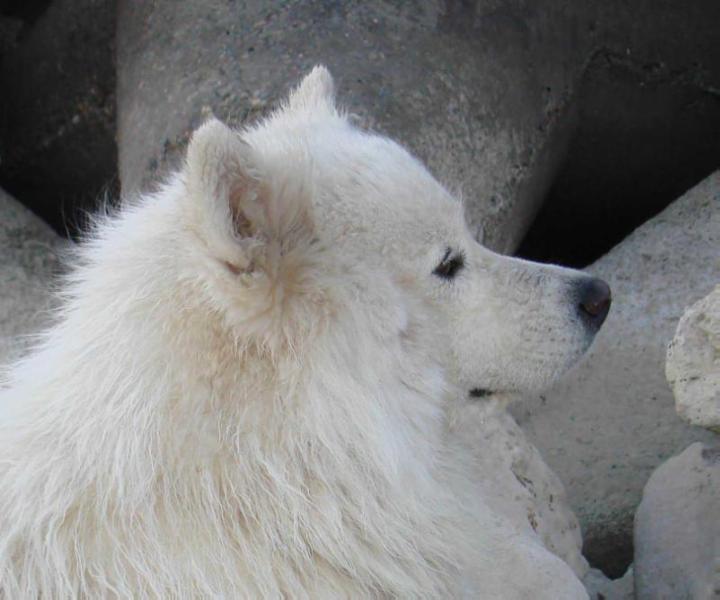 Belyi Volk Sharr Suel | Samoyed 