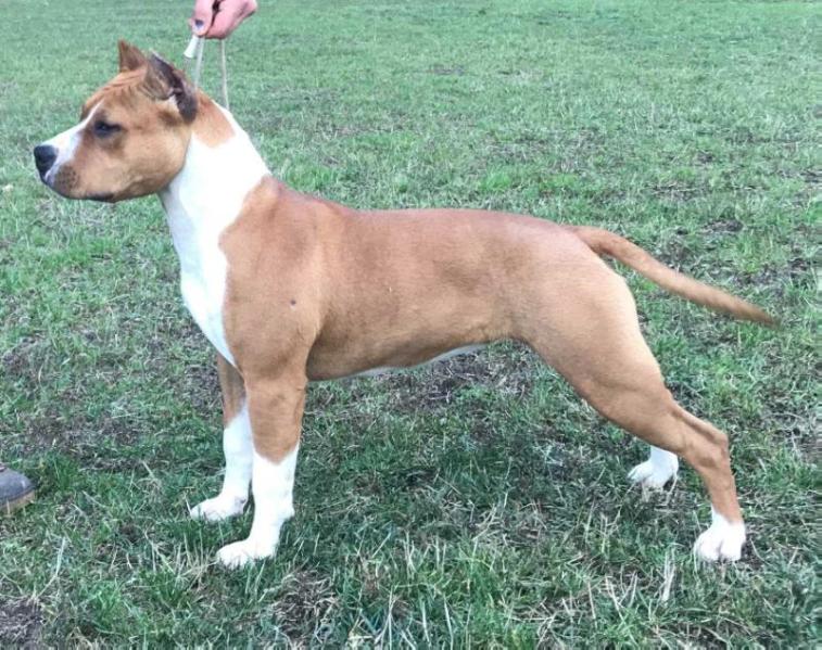 Thunder Rock’s X-tra Giga Mega | American Staffordshire Terrier  Thunder Rock’s X-tra Giga Mega | American Staffordshire Terrier