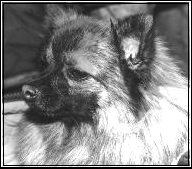 Elis z Hrabovskych Luk | German Spitz 