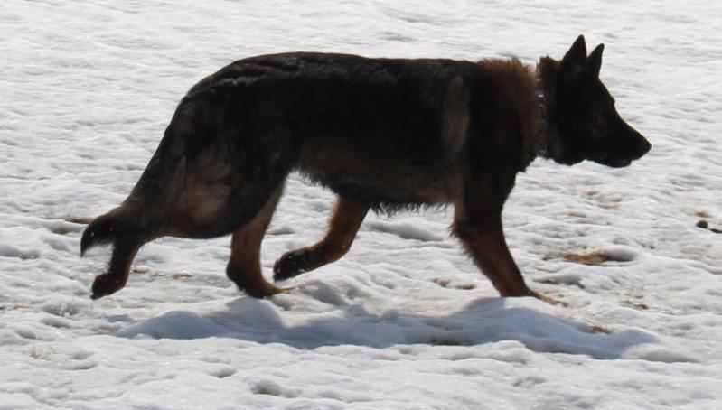 Abby Von Anrebri Kunstlerisch | German Shepherd Dog 