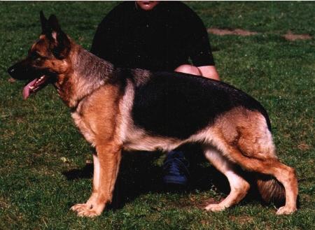 Gitzi von der Wienerau | German Shepherd Dog 