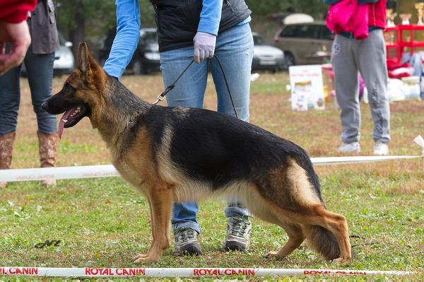 Legerland Lezginka | German Shepherd Dog 