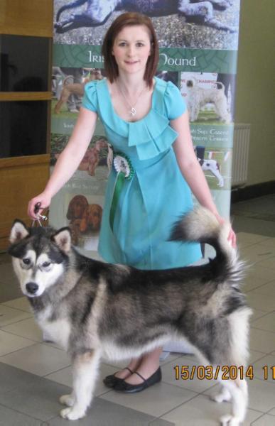 Libertia Miz Demeanor at Kishdigra | Alaskan Malamute 