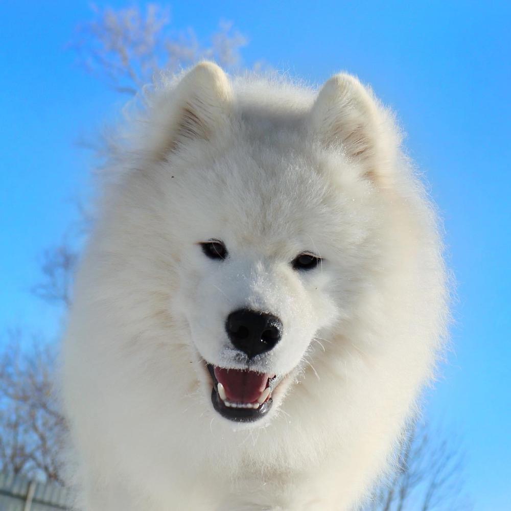 My Shines SLAVA | Samoyed 