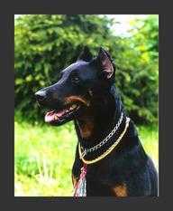 Gida de Beauce Pathazi | Beauceron 