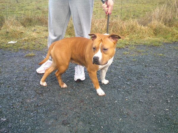 Red Jess Akane Carraigshadows | American Staffordshire Terrier 