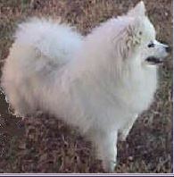 Sondogs Estancia Lacy Chiffon | American Eskimo Dog 