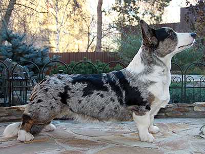 ??????? ???? | Cardigan Welsh Corgi 