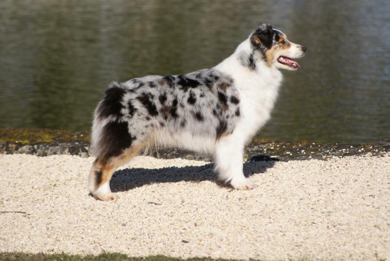 Hocus Pocus du Grand Germancé | Australian Shepherd 